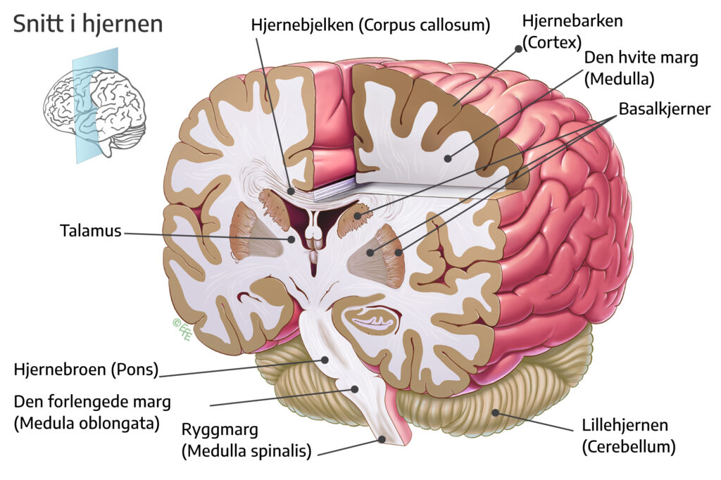 Snitt i hjernen