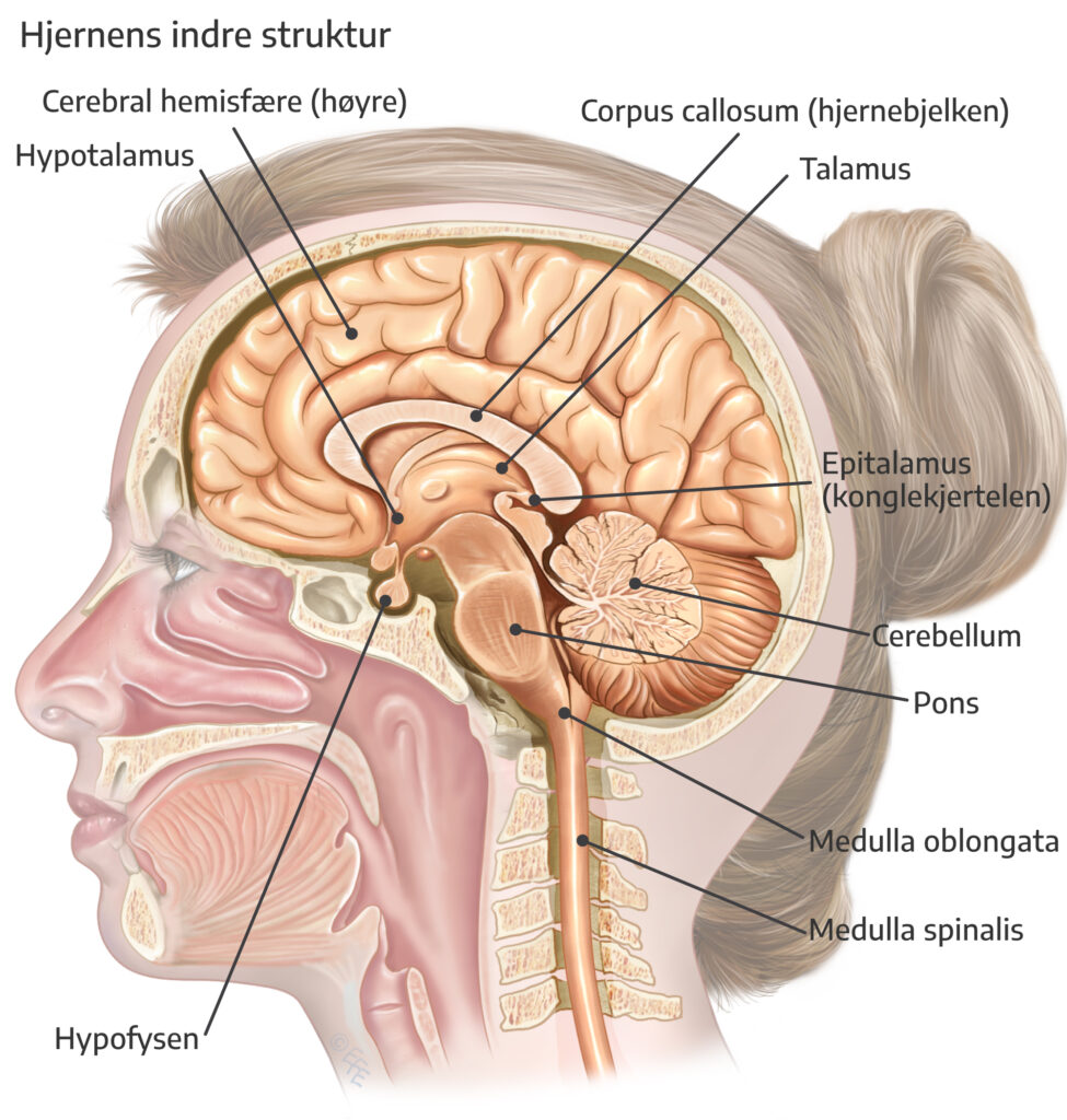 hjernens indre struktur